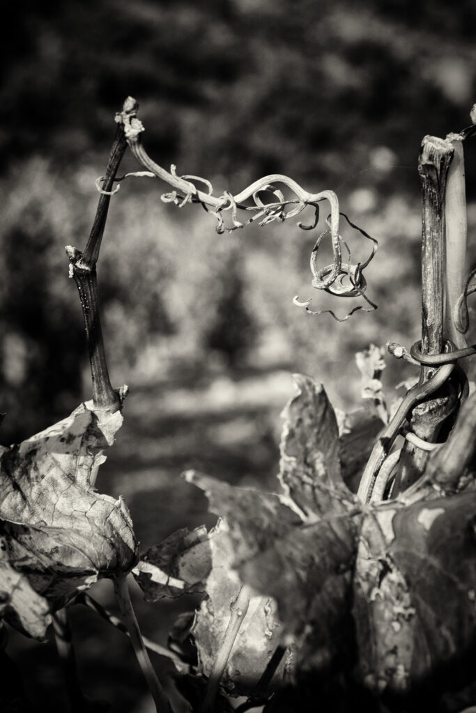 Vigne catalane