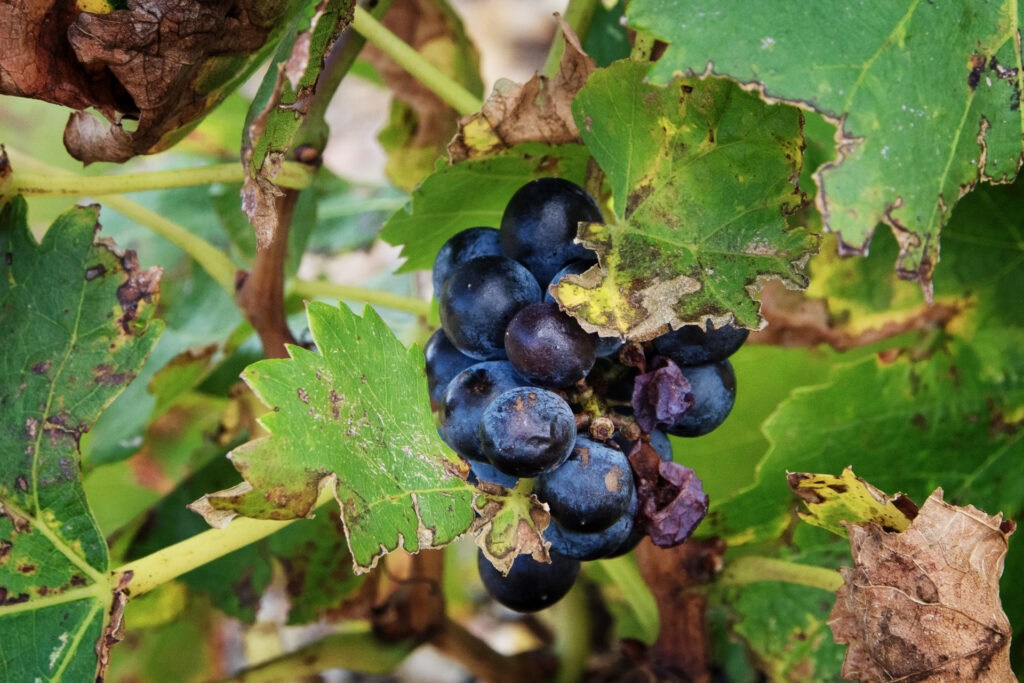 Vigne catalane